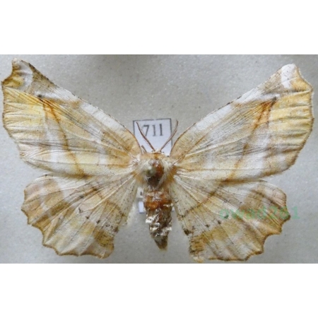 Apeira syringaria (Linnaeus, 1758) female Rozlotlik lilakowiak Czech71l